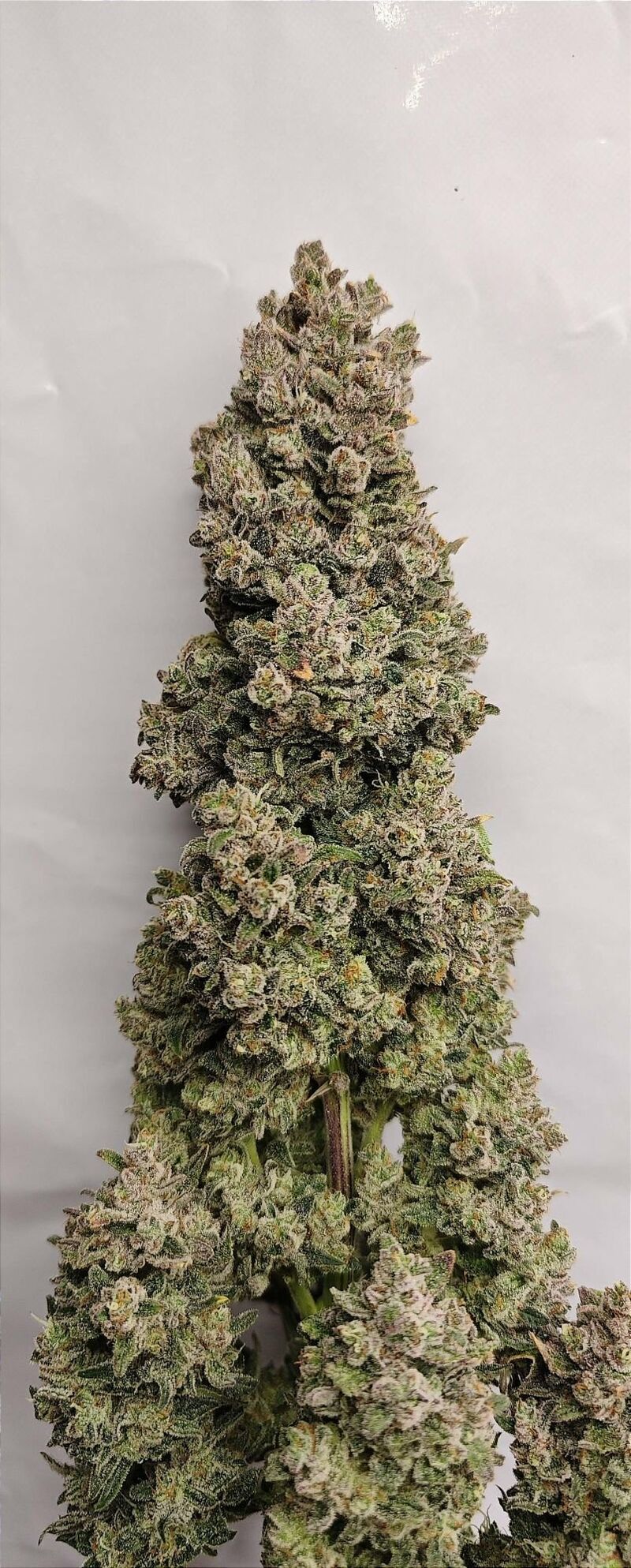Sour Jealousy Auto, Фасовка: 3, изображение 10